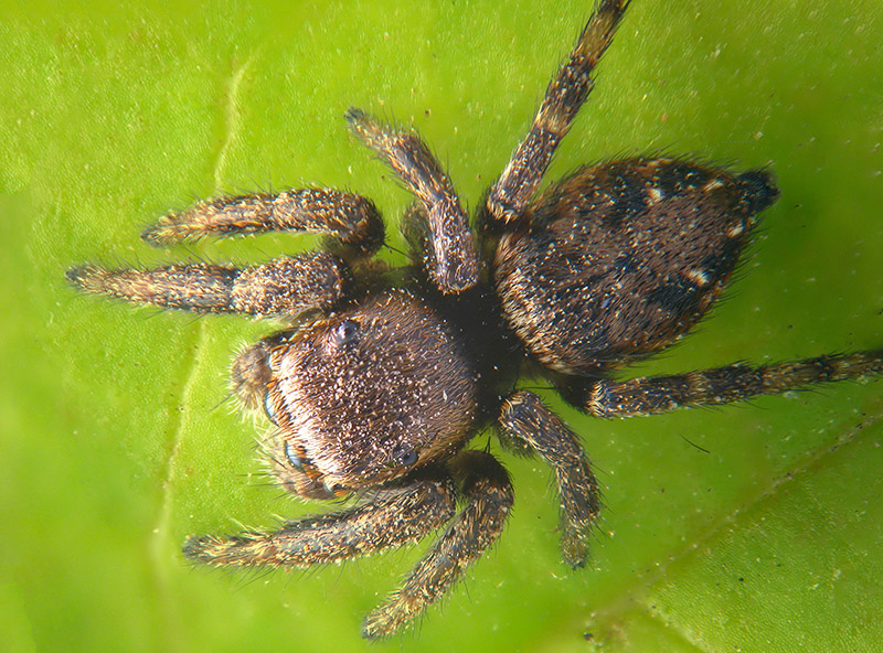 Salticidae: Evarcha arcuata, maschio subadulto